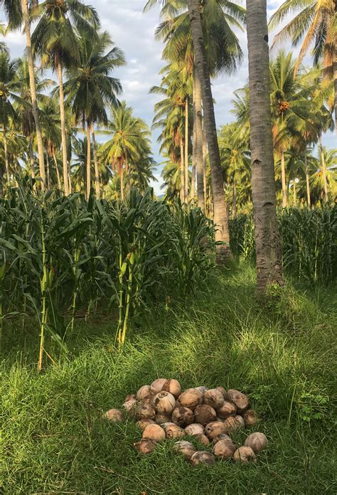 Revitalising coconut farming in Southeast Asia