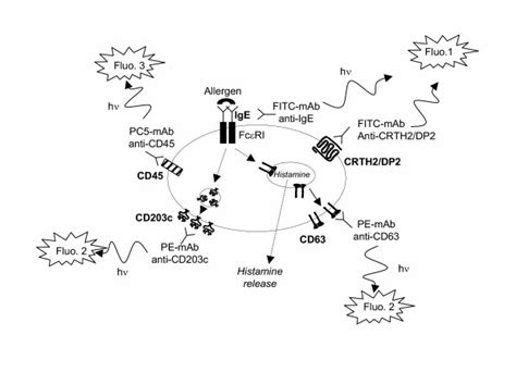 Principle Of The Basophil Activation Test By Flow Cytometry Triple