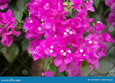 Blooming Pink Flowers Of Bougainvillea In Garden Stock Photo Image Of