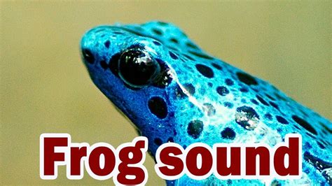 Animals Frog Sound 🐸 Sound Effect Youtube