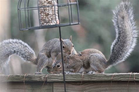 8 Natural Ways To Keep Squirrels Away From Bird Feeders