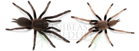 How To Tell The Sex Of Australian Tarantulas Minibeast Wildlife