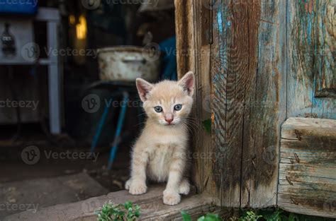 Ginger kitten sits in the barn doorway. The cat looks out of the old