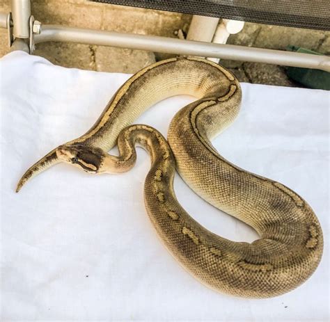 Champayne Paradox By J K Snakes Royal Python Morph Ball Python Royal