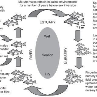 Barramundi Life Cycle