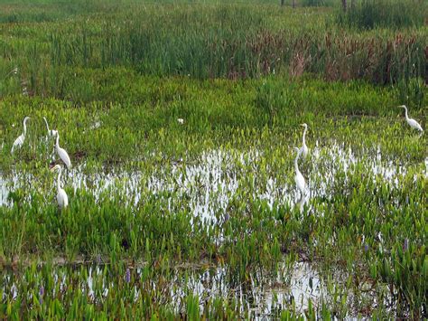 Great Egrets Amy Evenstad Flickr