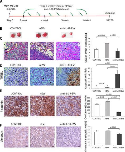 Effects Of Nev And Anti Il 3r Ev Treatment On Mda Mb 231 Derived In