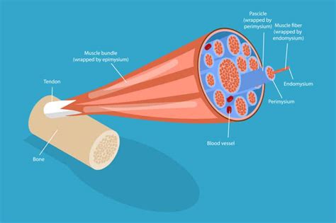 Introducing The Myofascial Release Therapy Release Works