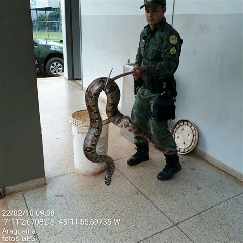 Homem Se Assusta Ao Encontrar Jiboia De 2 5 Metros Dentro Do Quarto