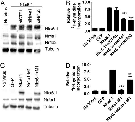 Nr4a1 and Nr4a3 are necessary for Nkx6.1-mediated proliferation. Rat ... 