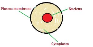 Cytoplasm - The Structure and Function of Cell's Cytoplasm