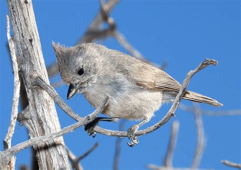 Juniper titmouse - song / call / voice / sound.