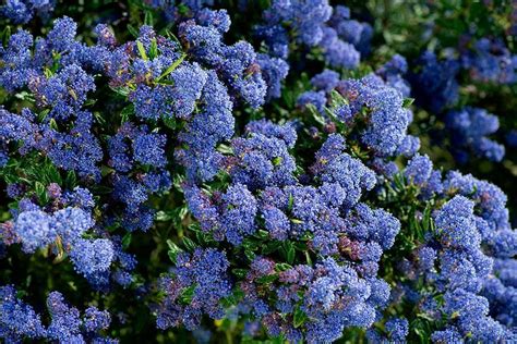 Evergreen Flowering Shrubs Rhs - Mbi Garden Plant