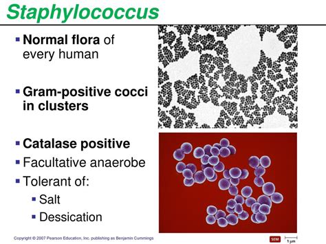 Pathogenic Gram Positive Cocci Ppt Download