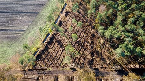 Regional Und Nachhaltig Svo Gruppe Pflanzt B Ume Im M Glichmacher Wald