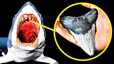 How To Find A Megalodon Tooth And How Much Its Worth Youtube