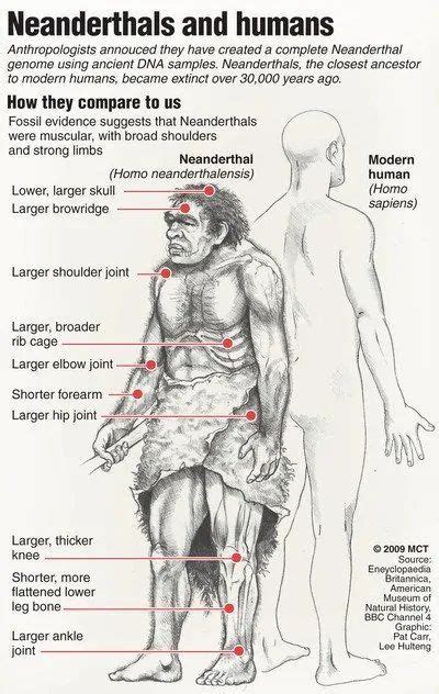 Neanderthal vs. Human Evolution Showdown | Daily Infographic | Human ...