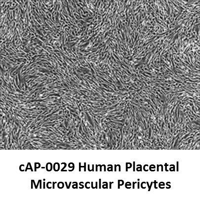 Human Placental Microvascular Pericytes Angio Proteomie