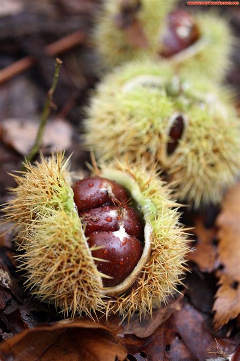 Sauvagement Bon Les Feuilles Mortes Se Ramassent La Pelle