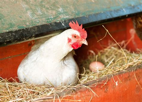 A qué hora del día ponen los huevos las gallinas Cuándo recogerlos