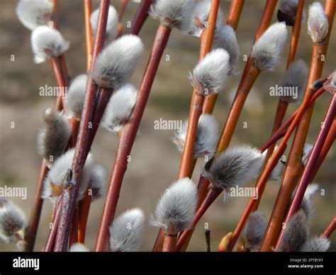 Pussy Willow Branches With Background On The Branches Of Trees In Spring Blossom Stock Photo Alamy