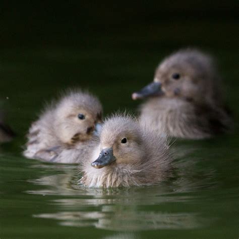 International Wild Waterfowl Association – Working to protect and ...