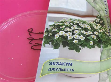 Выращивание и уход за экзакумом: секреты успеха с популярными сортами ...
