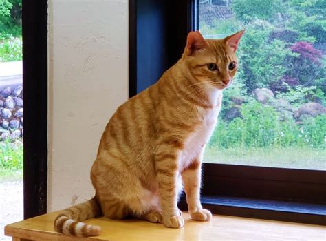 飛騨高山「保護猫シェルター・にゃんliving」に行ってみた！茶トラ猫 「かわいい猫と暮らす」ペットグッズ・猫と泊まれる宿 Merrylife