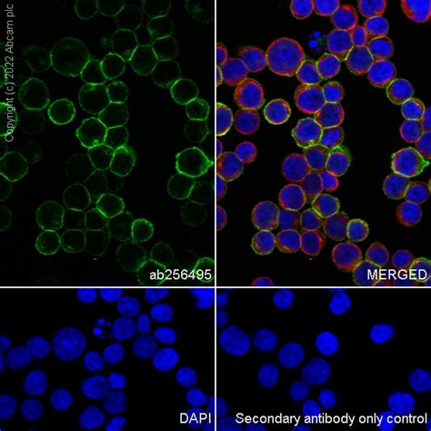 Recombinant Anti Cd47 Antibody Epr23002 67 Ab256495 Abcam