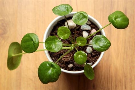 Grow Pilea Peperomioides Indoors Get Chinese Money Plant Care