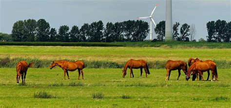 6 Horses On Green Field During Daytime · Free Stock Photo