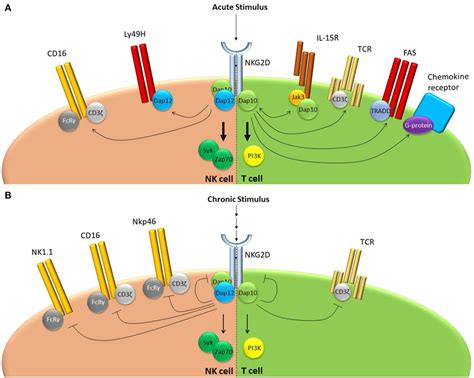 Frontiers Nkg2d A Master Regulator Of Immune Cell Responsiveness