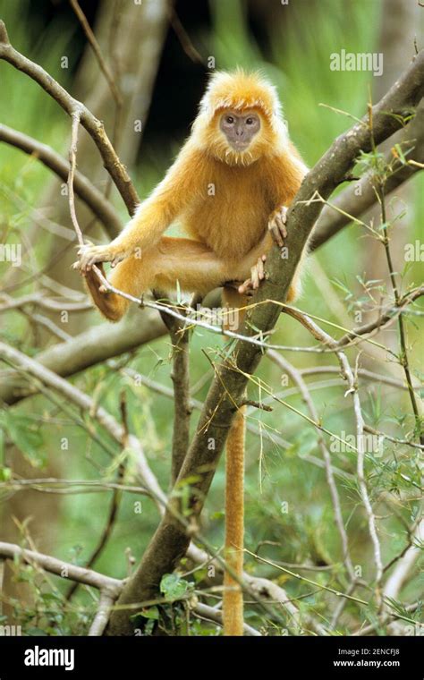 Roter Langur Banded Leaf Monkey Presbytis Melalophus Stock Photo Alamy