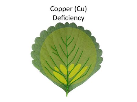 Copper Deficiency Symptoms Drbeckmann