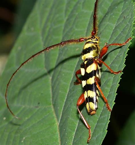 Six Banded Longhorn Beetle Dryobius Sexnotatus Bugguide