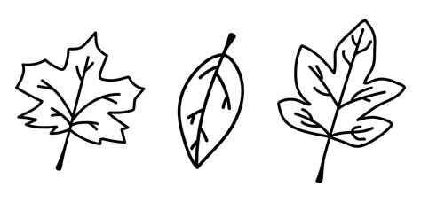 Fall Leaves Outline Vector Art, Icons, and Graphics for Free Download