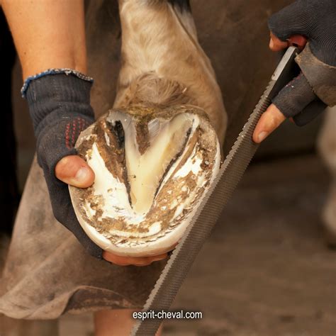 Comment Prendre Soin Des Sabots De Mon Cheval