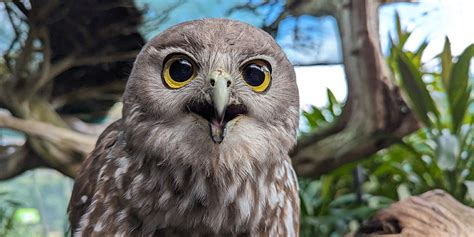 Barking Owl - Adelaide Zoo