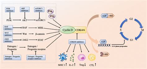 鹰谷靶点 Fda批准首个乳腺癌cdk46抗耐药分子进入临床 知乎