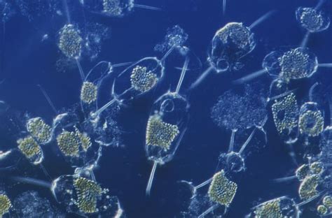 Phytoplankton Related Keywords & Suggestions - Phytoplankton Long ...