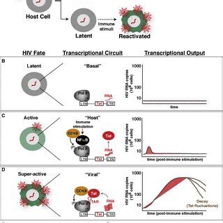 Establishing an Experimental-Mathematical Modeling Framework for ...