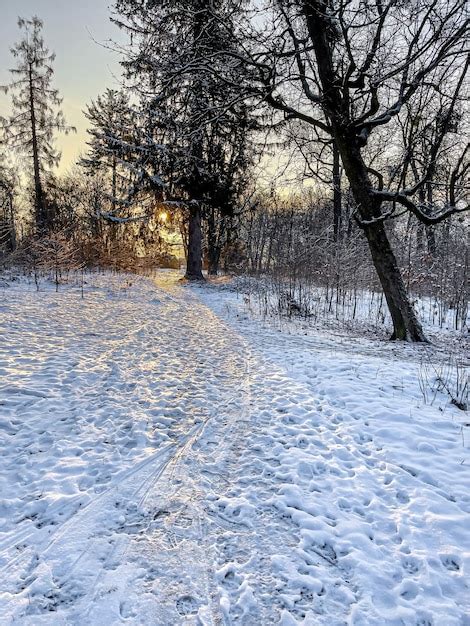 Free Photo | Winter forest early in the morning at sunrise