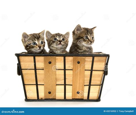 Tres Gatitos Del Gato Atigrado Foto de archivo Imagen de gatito bebé