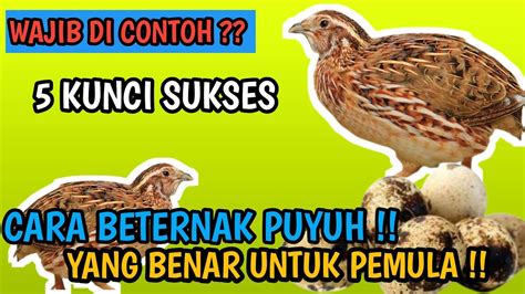 Cara Beternak Puyuh Petelur Untuk Pemula Youtube