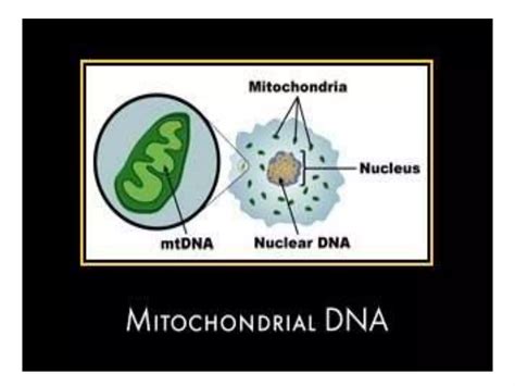 Mitochondrial Dna Ppt