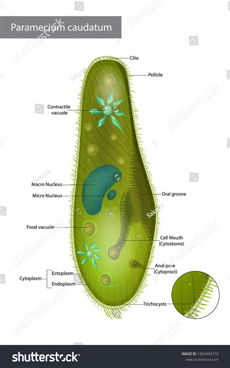 Structure Infusorian Shoeshoe Type Paramecium Caudatum Stock Vector ...