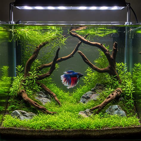 unique fish tanks  gallon