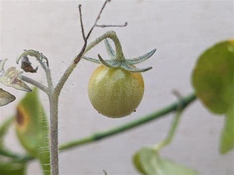 A tiny Tomato in the plant stock image. Image of health - 292786327