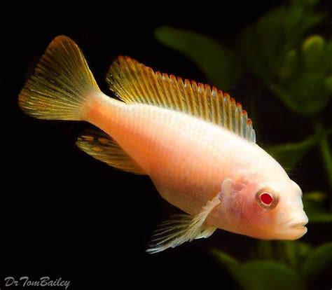 Albino Red Zebra Cichlid