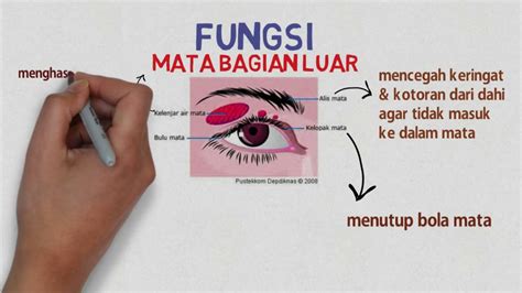 Video Pembelajaran Bagian Mata Dan Fungsinya Youtube